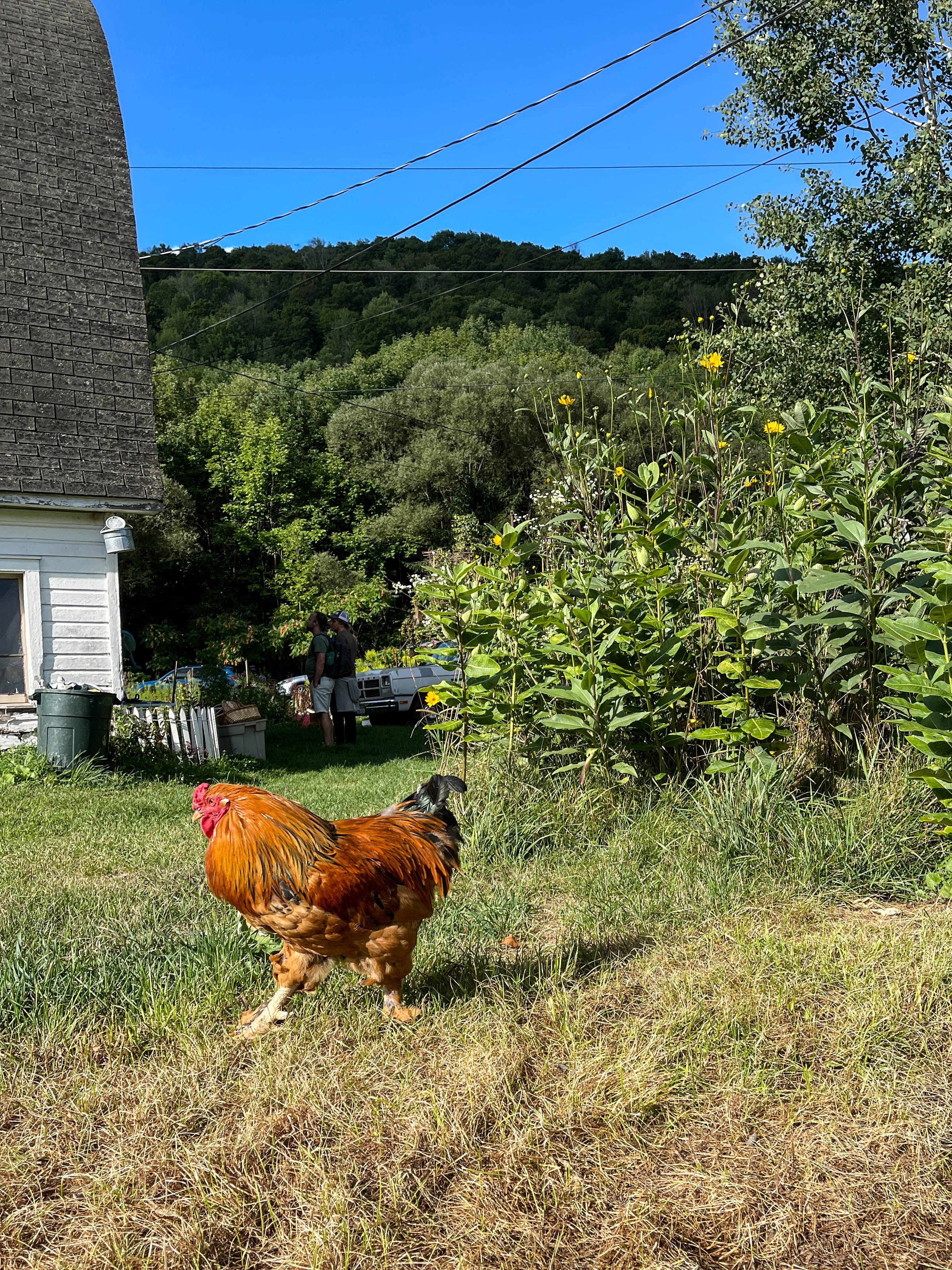 A rooster strutting in grass at 9am at Heritage Radio Network's Catskills Field Day