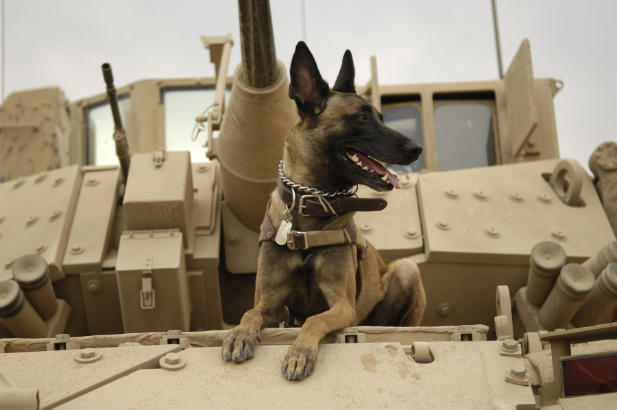 U.S. Air Force military working dog Jackson sits on a U.S. Army M2A3 Bradley Fighting Vehicle before heading out on a mission in Kahn Bani Sahd, Iraq, Feb. 13, 2007, with his handler, Tech. Sgt. Harvey Holt, of the 732nd Expeditionary Security Forces Squadron. (U.S. Air Force photo by Staff Sgt. Stacy L. Pearsall) (Released)