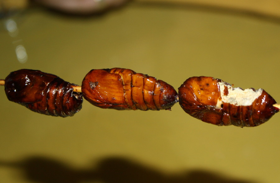 Fried-silkworm-china