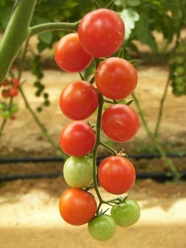 tomatoes-196799_1280