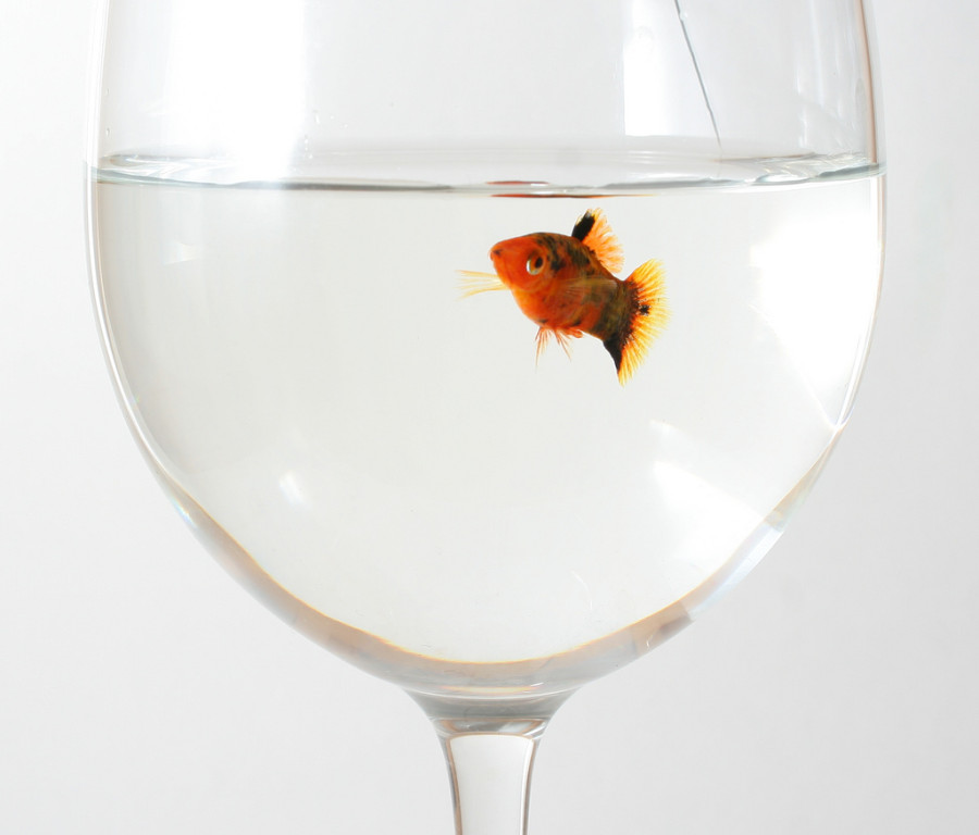 Fish in wine glass