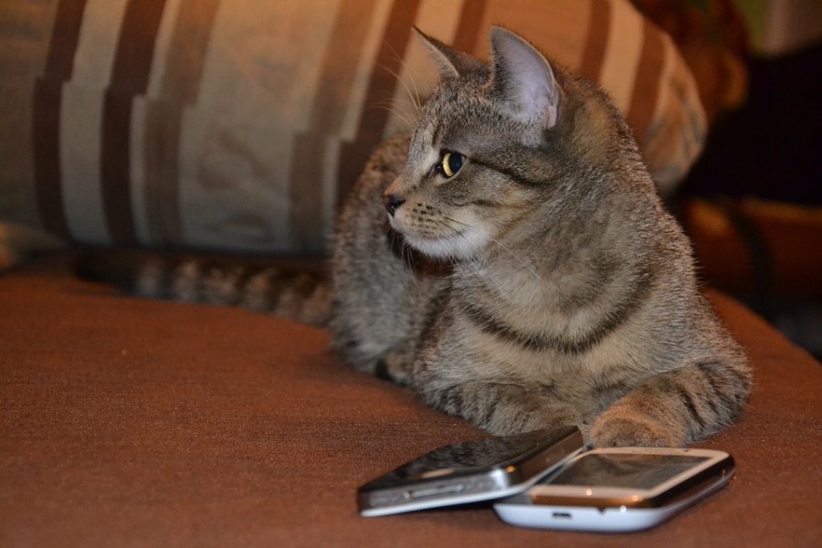 cat with phone