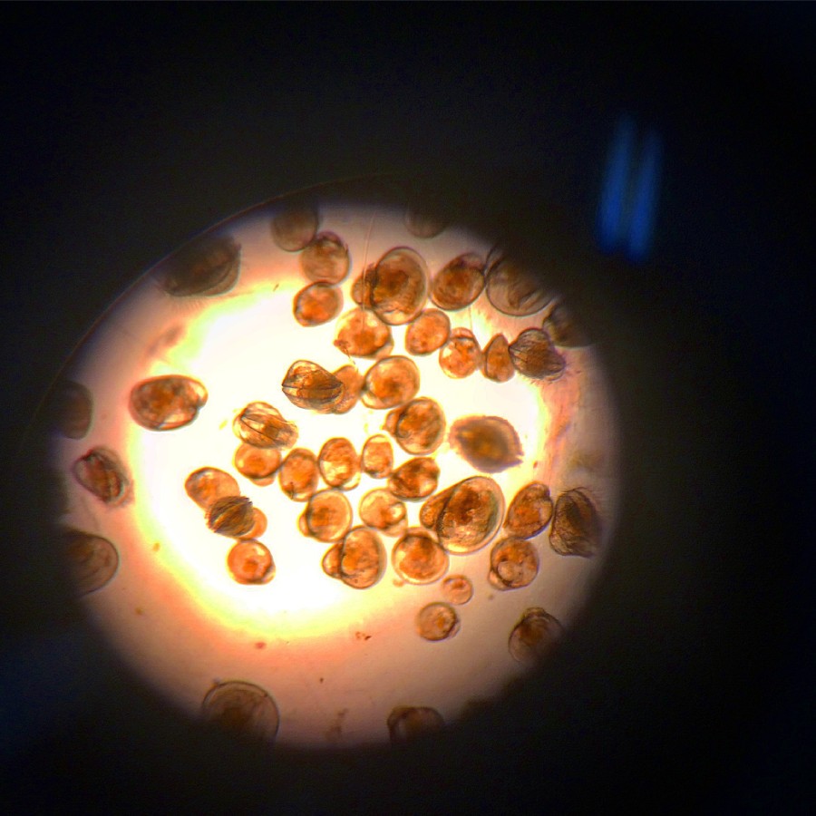 Oyster Larvae Under Microscope