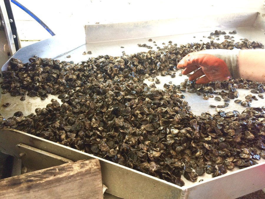 Oysters Ready to Move to Farm