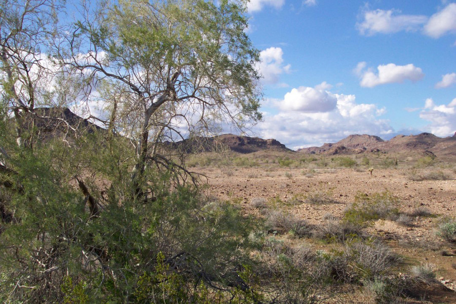desert-landscape-near-yuma-arizona