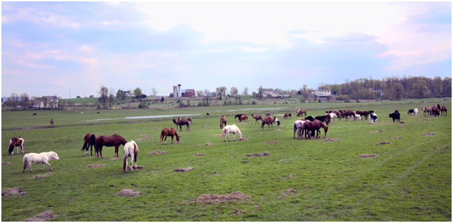 Dawn Sanctuary field of horses pic