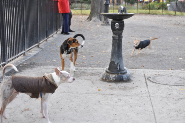 Baxter making friends at the Maria Hernandez Dog Park (Jordan Werner Barry)